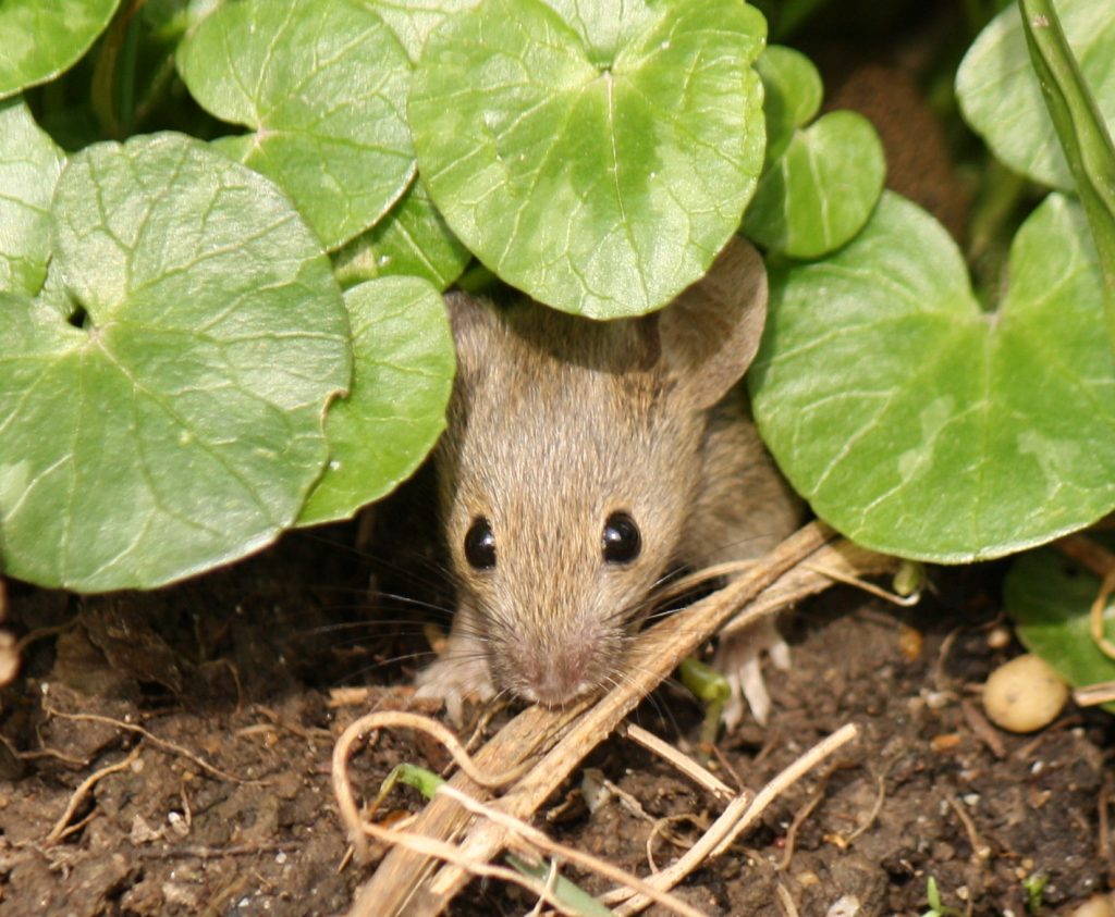 26 trop mignonnes petites souris sauvages 28 mignonnes petites souris sauvages 16 28-mignonnes-petites-souris-sauvages-16