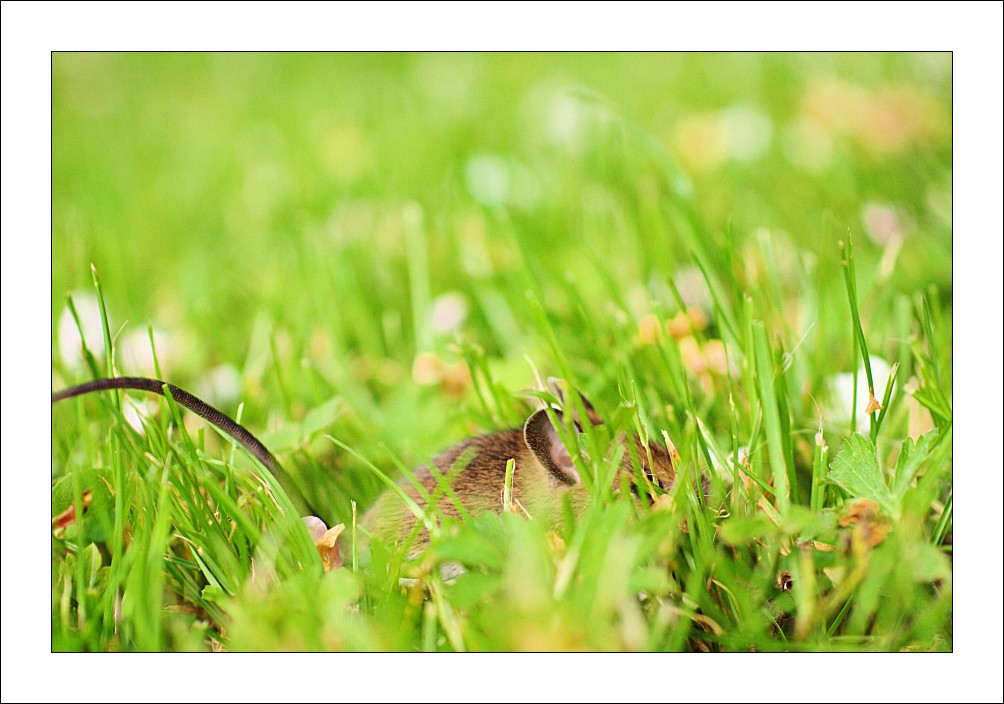 26 trop mignonnes petites souris sauvages 28 mignonnes petites souris sauvages 18 28-mignonnes-petites-souris-sauvages-18