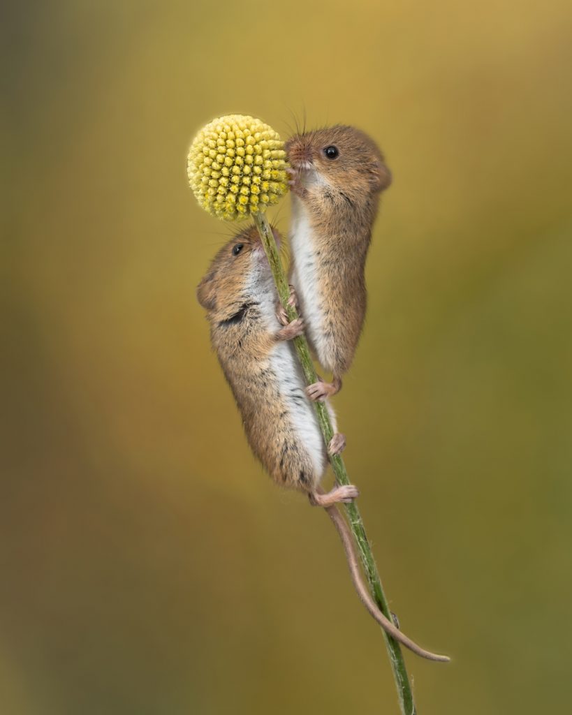 26 trop mignonnes petites souris sauvages 28 mignonnes petites souris sauvages 19 28-mignonnes-petites-souris-sauvages-19