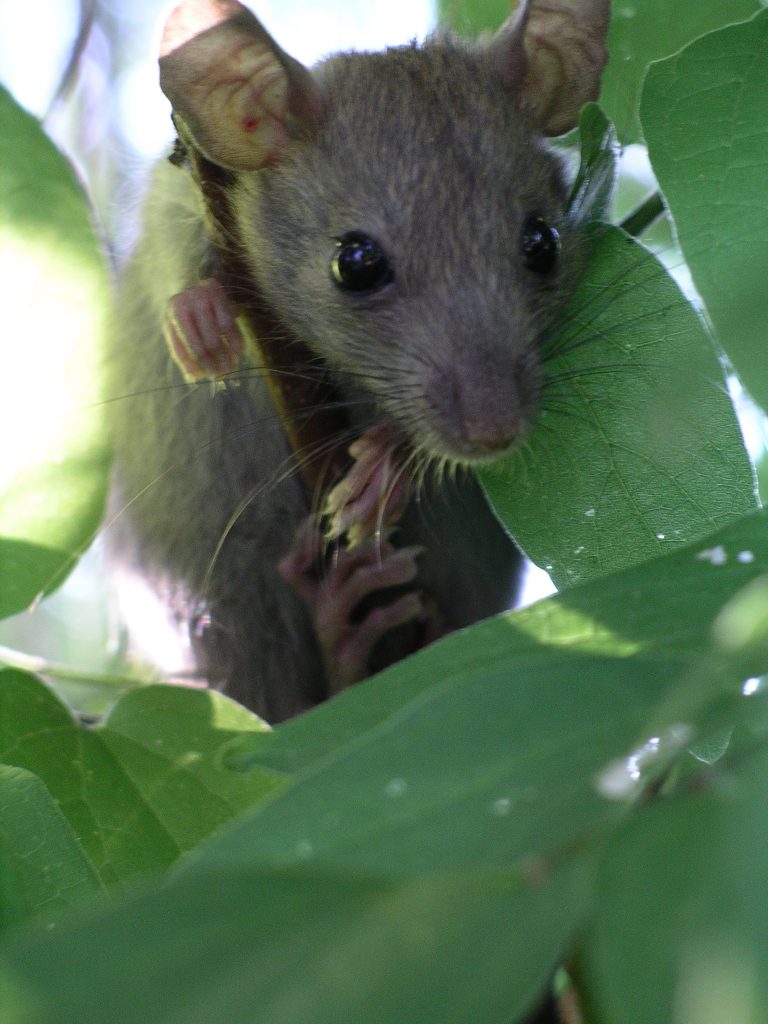 26 trop mignonnes petites souris sauvages 28 mignonnes petites souris sauvages 20 28-mignonnes-petites-souris-sauvages-20