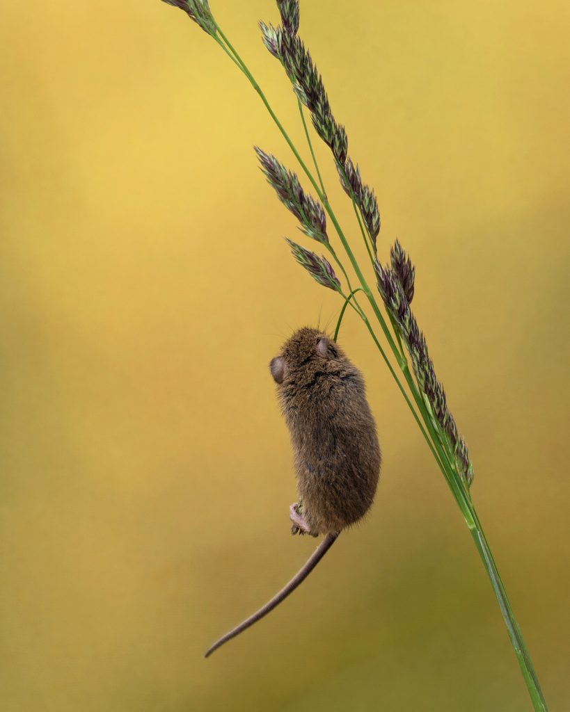 26 trop mignonnes petites souris sauvages 28 mignonnes petites souris sauvages 24 28-mignonnes-petites-souris-sauvages-24