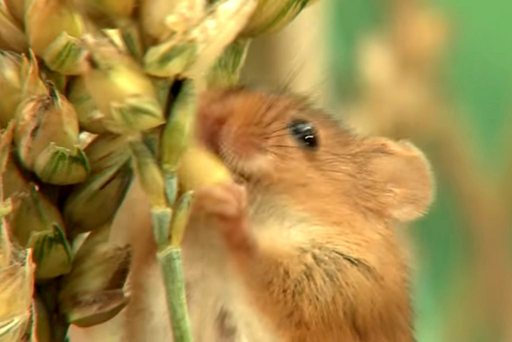 26 trop mignonnes petites souris sauvages 28 mignonnes petites souris sauvages 26 28-mignonnes-petites-souris-sauvages-26