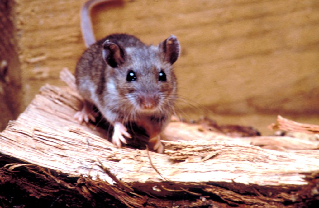 26 trop mignonnes petites souris sauvages 28 mignonnes petites souris sauvages 3 Rodent deer mouse peromyscus maniculatus