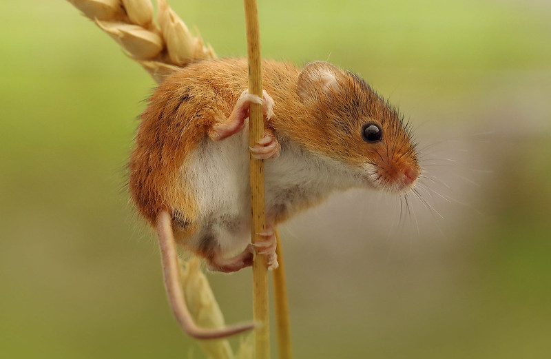26 trop mignonnes petites souris sauvages 28 mignonnes petites souris sauvages 5 28-mignonnes-petites-souris-sauvages-5