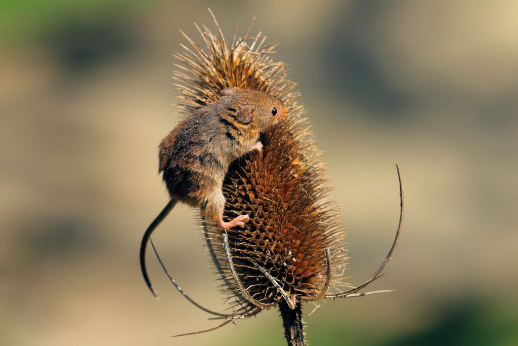 26 trop mignonnes petites souris sauvages 28 mignonnes petites souris sauvages 8 28-mignonnes-petites-souris-sauvages-8