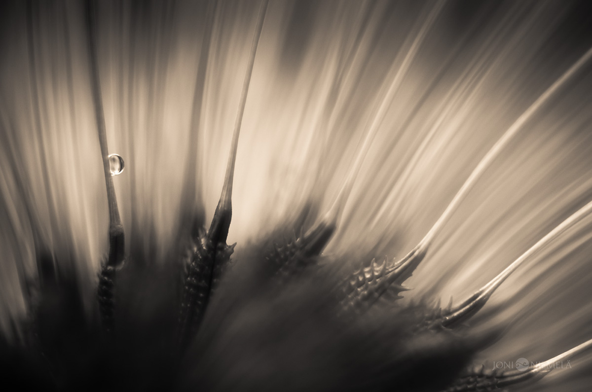 Seeds : macrophotographies de graines de plantes par Joni Niemelä Seeds macrophotographies de graines de plantes par Joni Niemela 10 Seeds-macrophotographies-de-graines-de-plantes-par-Joni-Niemela-10