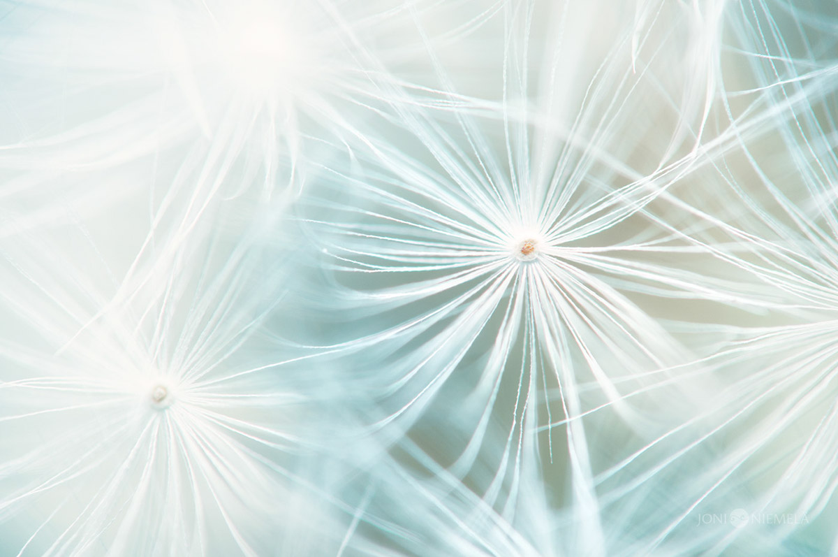 Seeds : macrophotographies de graines de plantes par Joni Niemelä Seeds macrophotographies de graines de plantes par Joni Niemela 12 Seeds-macrophotographies-de-graines-de-plantes-par-Joni-Niemela-12