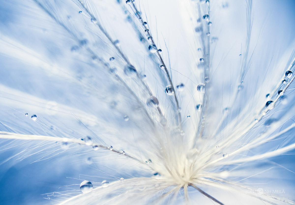 Seeds : macrophotographies de graines de plantes par Joni Niemelä Seeds macrophotographies de graines de plantes par Joni Niemela 13 Seeds-macrophotographies-de-graines-de-plantes-par-Joni-Niemela-13