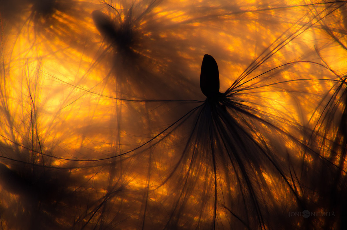 Seeds : macrophotographies de graines de plantes par Joni Niemelä Seeds macrophotographies de graines de plantes par Joni Niemela 14 Seeds-macrophotographies-de-graines-de-plantes-par-Joni-Niemela-14