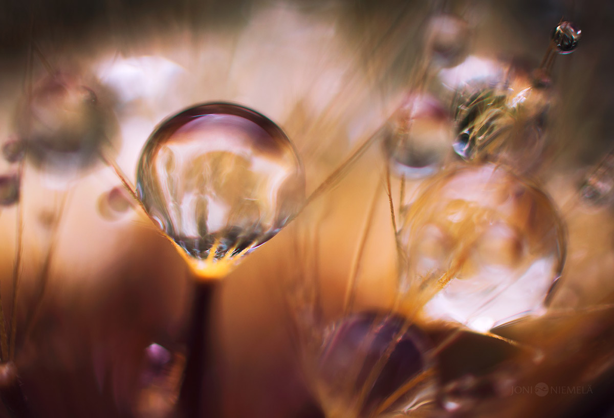 Seeds : macrophotographies de graines de plantes par Joni Niemelä Seeds macrophotographies de graines de plantes par Joni Niemela 15 Seeds-macrophotographies-de-graines-de-plantes-par-Joni-Niemela-15