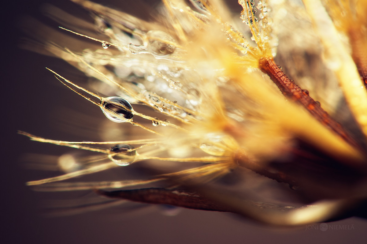 Seeds : macrophotographies de graines de plantes par Joni Niemelä Seeds macrophotographies de graines de plantes par Joni Niemela 16 Seeds-macrophotographies-de-graines-de-plantes-par-Joni-Niemela-16