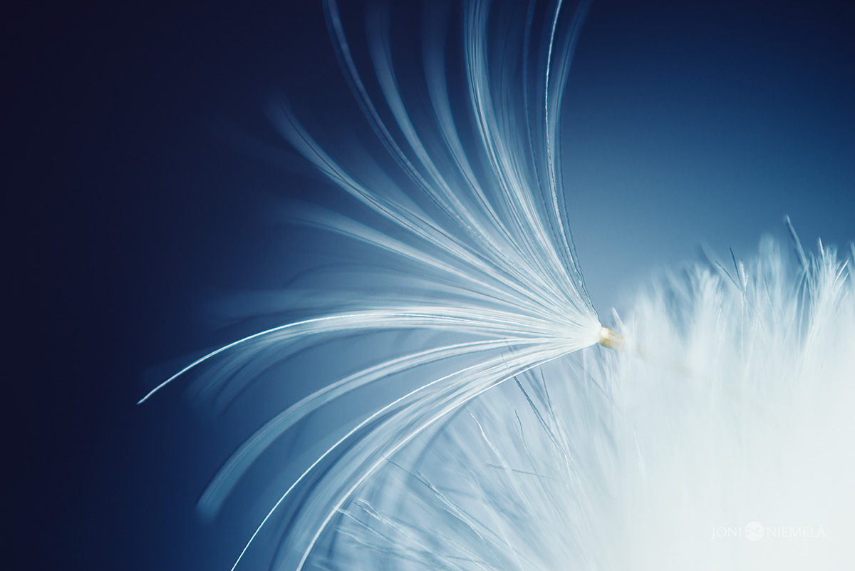 Seeds : macrophotographies de graines de plantes par Joni Niemelä Seeds macrophotographies de graines de plantes par Joni Niemela 3 Seeds-macrophotographies-de-graines-de-plantes-par-Joni-Niemela-3