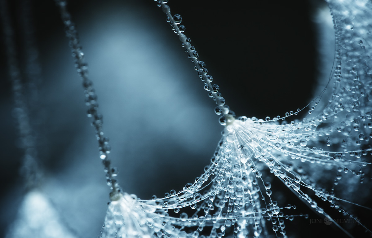 Seeds : macrophotographies de graines de plantes par Joni Niemelä Seeds macrophotographies de graines de plantes par Joni Niemela 4 Seeds-macrophotographies-de-graines-de-plantes-par-Joni-Niemela-4