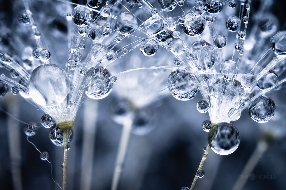 Seeds : macrophotographies de graines de plantes par Joni Niemelä Seeds macrophotographies de graines de plantes par Joni Niemela 5 Seeds-macrophotographies-de-graines-de-plantes-par-Joni-Niemela-5