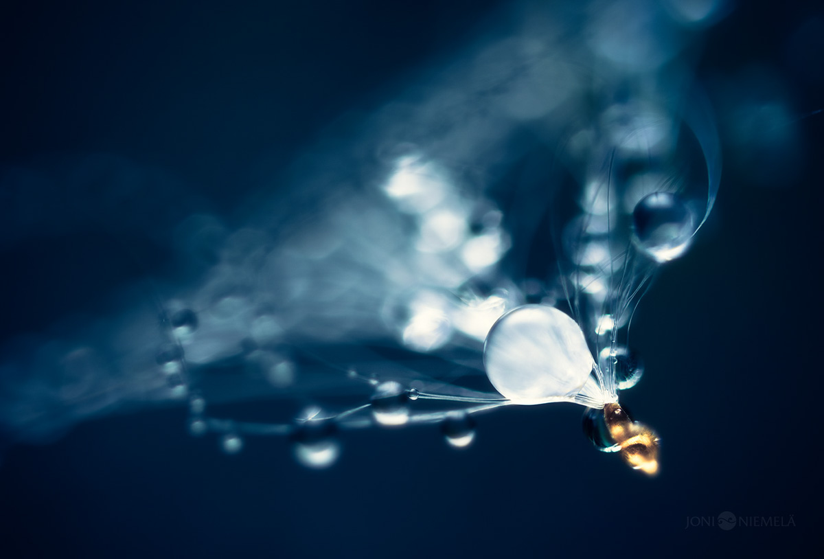 Seeds : macrophotographies de graines de plantes par Joni Niemelä Seeds macrophotographies de graines de plantes par Joni Niemela 7 Seeds-macrophotographies-de-graines-de-plantes-par-Joni-Niemela-7