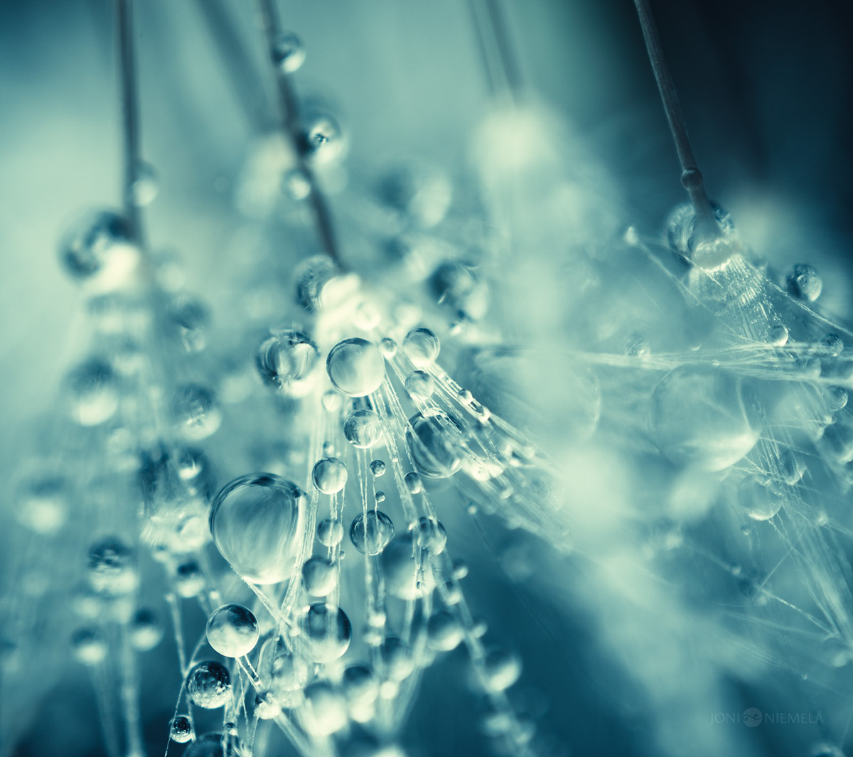 Seeds : macrophotographies de graines de plantes par Joni Niemelä Seeds macrophotographies de graines de plantes par Joni Niemela 8 Seeds-macrophotographies-de-graines-de-plantes-par-Joni-Niemela-8