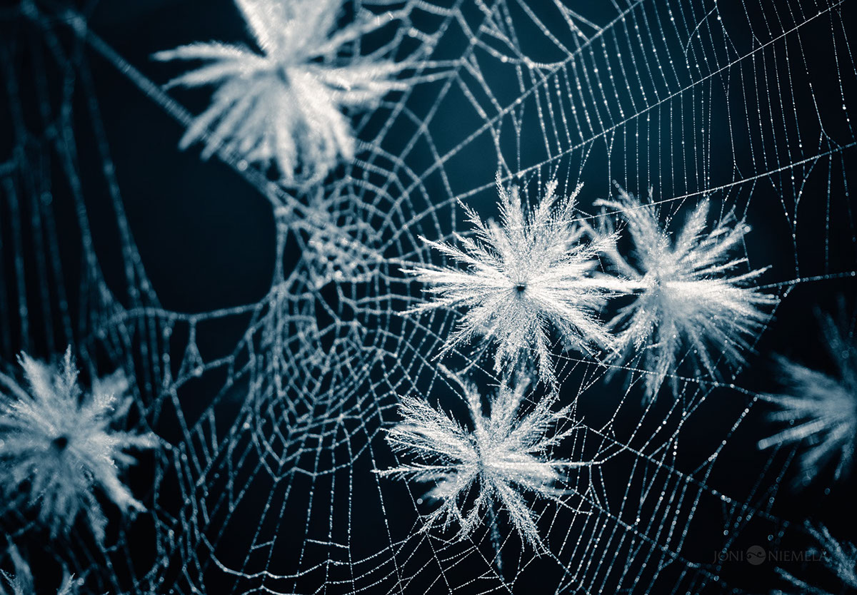 Seeds : macrophotographies de graines de plantes par Joni Niemelä Seeds macrophotographies de graines de plantes par Joni Niemela 9 Seeds-macrophotographies-de-graines-de-plantes-par-Joni-Niemela-9