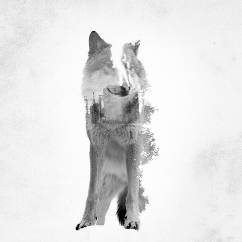 Des GIF d'animaux double exposition pour montrer la destruction de leur habitat par l'homme GIF d animaux double exposition pour montrer la destruction de leur habitat par l homme par Said Dagdeviren 3 GIF-d-animaux-double-exposition-pour-montrer-la-destruction-de-leur-habitat-par-l-homme-par-Said-Dagdeviren-3