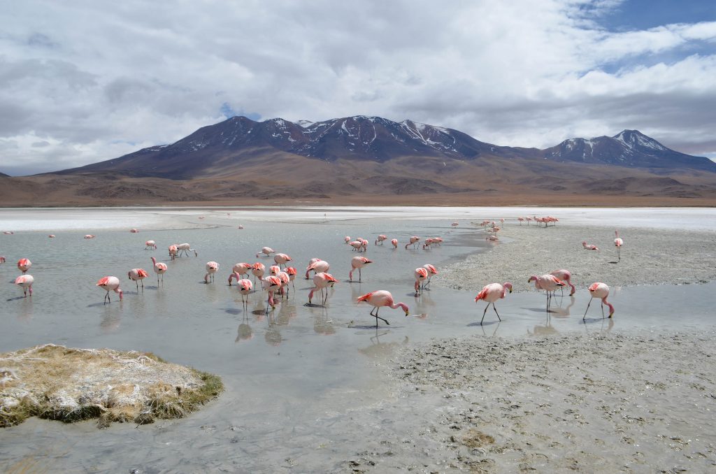 Le Salar de Uyuni - le plus grand désert de sel du monde Le Salar de Uyuni le plus grand desert de sel du monde 21 Le-Salar-de-Uyuni-le-plus-grand-desert-de-sel-du-monde-21