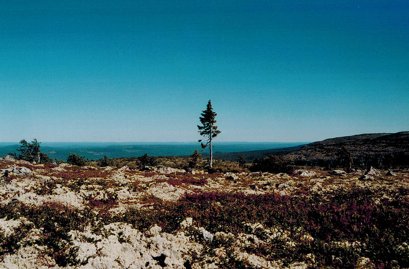 Le plus vieil arbre clonal du monde a 9500 ans Le plus vieil arbre du monde a 9500 ans 5 Le-plus-vieil-arbre-du-monde-a-9500-ans-5