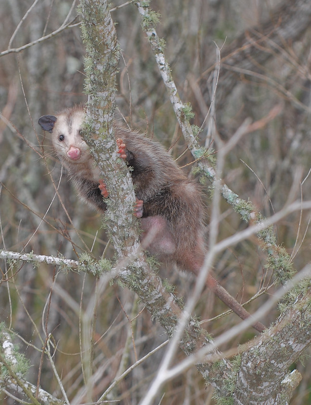 Possum et opossum Possum et opossum 1 Possum-et-opossum-1