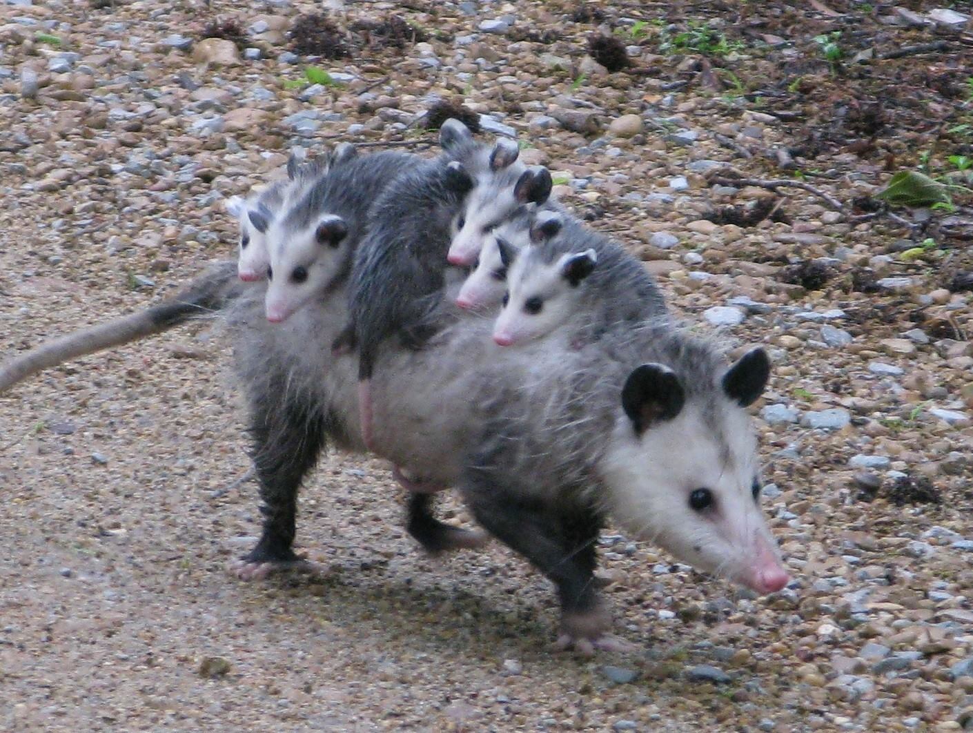 Possum et opossum Possum et opossum 10 Possum-et-opossum-10