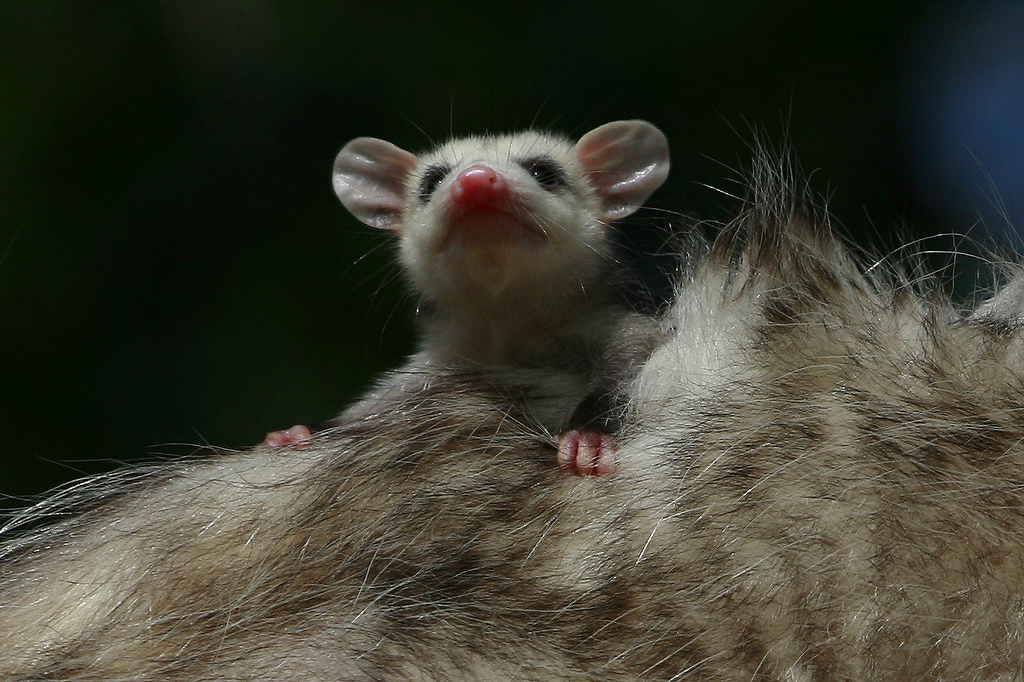 Possum et opossum Possum et opossum 11 Possum-et-opossum-11