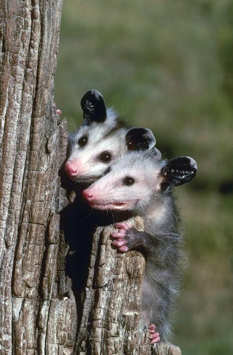 Possum et opossum Possum et opossum 4 Possum-et-opossum-4