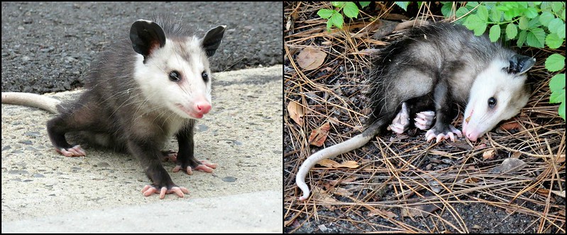 Possum et opossum Possum et opossum 7 Possum-et-opossum-7