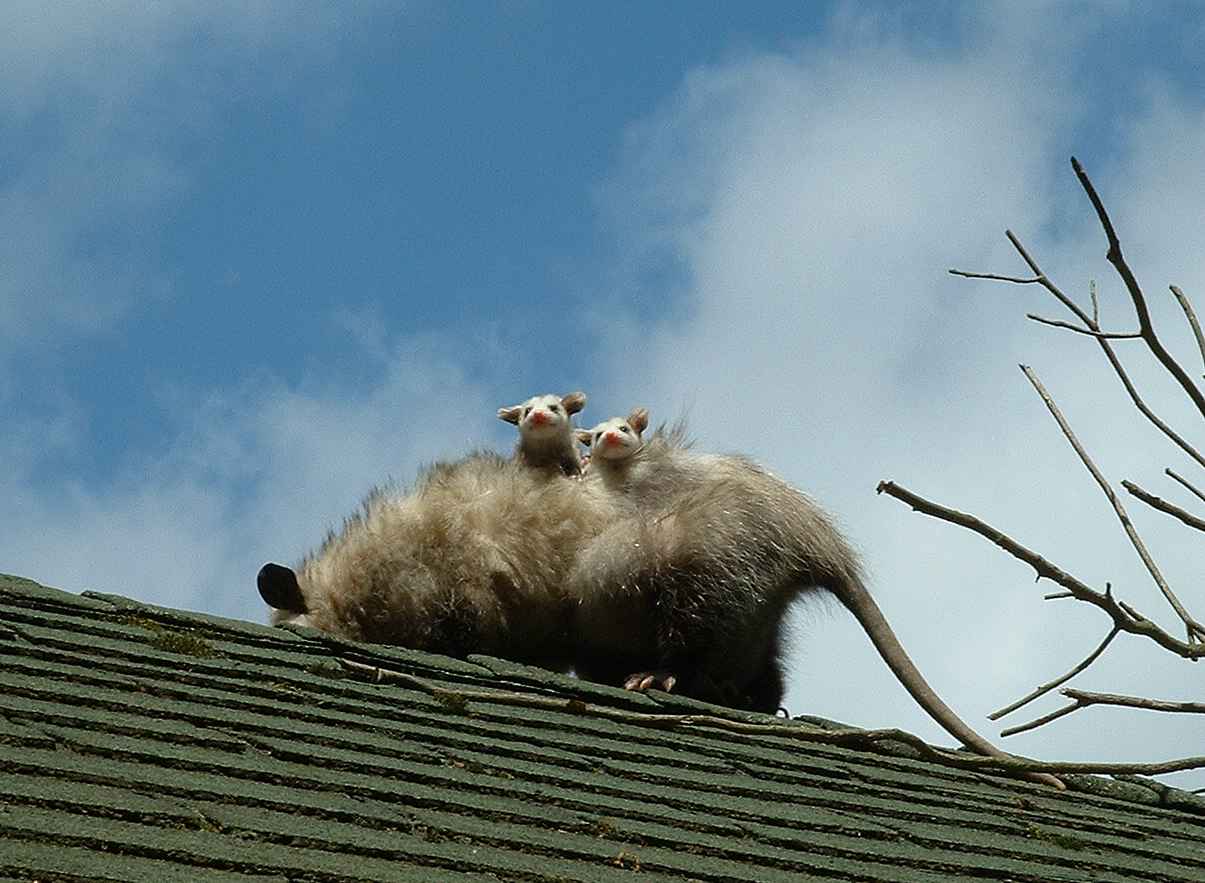 Possum et opossum Possum et opossum 8 Possum-et-opossum-8
