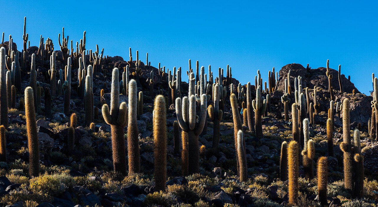 Isla Incahuasi au milieu du Salar de Uyuni Isla Incahuasi et ses cactus géants au milieu du Salar de Uyuni en Bolivie
