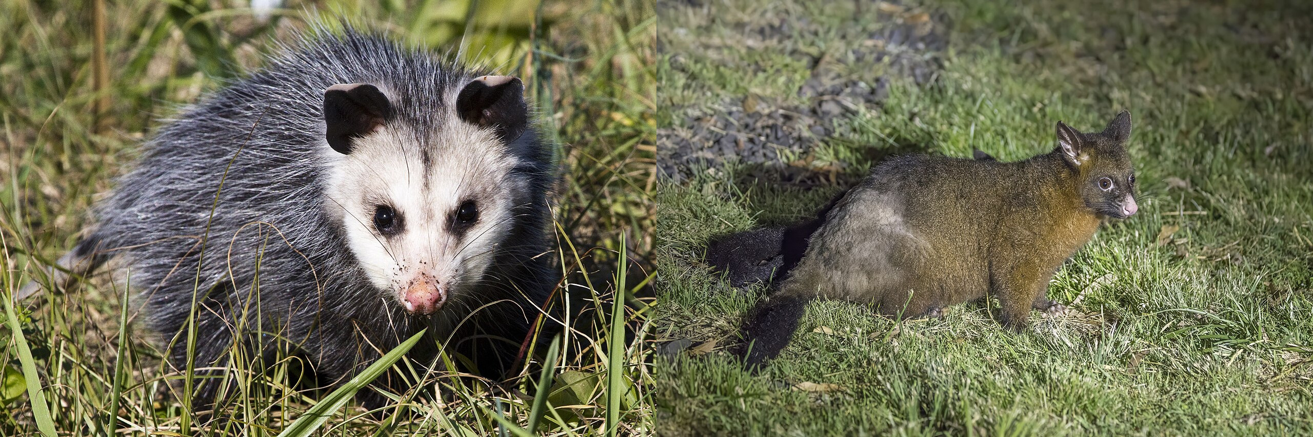 opossum et possum comparaison opossum et possum comparaison