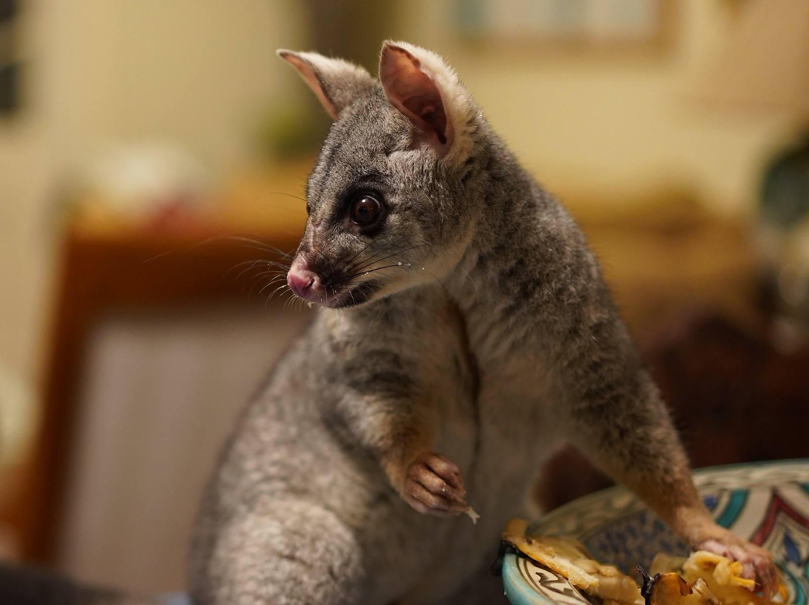 possum mangeant des fruits en interieur possum mangeant des fruits en interieur