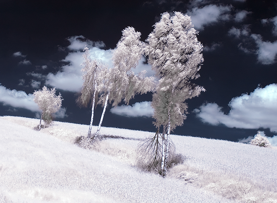 La beauté des arbres en infrarouge par Przemyslaw Kruk La beaute des arbres en infrarouge par Przemyslaw Kruk 6 La beaute des arbres en infrarouge par Przemyslaw Kruk 6