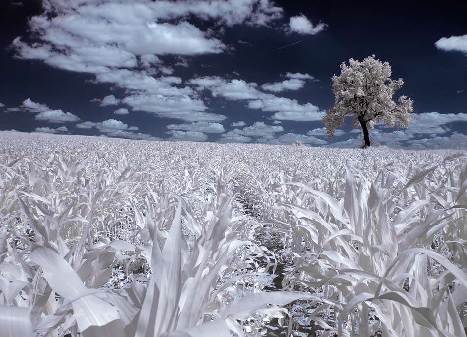La beauté des arbres en infrarouge par Przemyslaw Kruk La beaute des arbres en infrarouge par Przemyslaw Kruk 8 La beaute des arbres en infrarouge par Przemyslaw Kruk 8