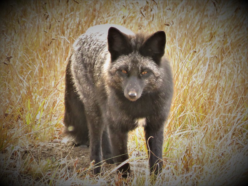 La beauté rare des renards noirs et argentés La beaute rare des renards noirs et argentes 2 La-beaute-rare-des-renards-noirs-et-argentes-2