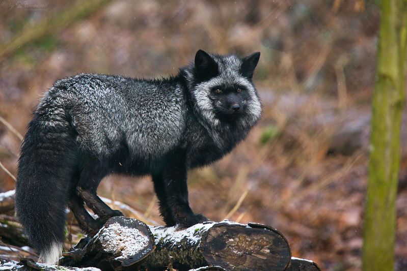 La beauté rare des renards noirs et argentés La beaute rare des renards noirs et argentes 4 La-beaute-rare-des-renards-noirs-et-argentes-4