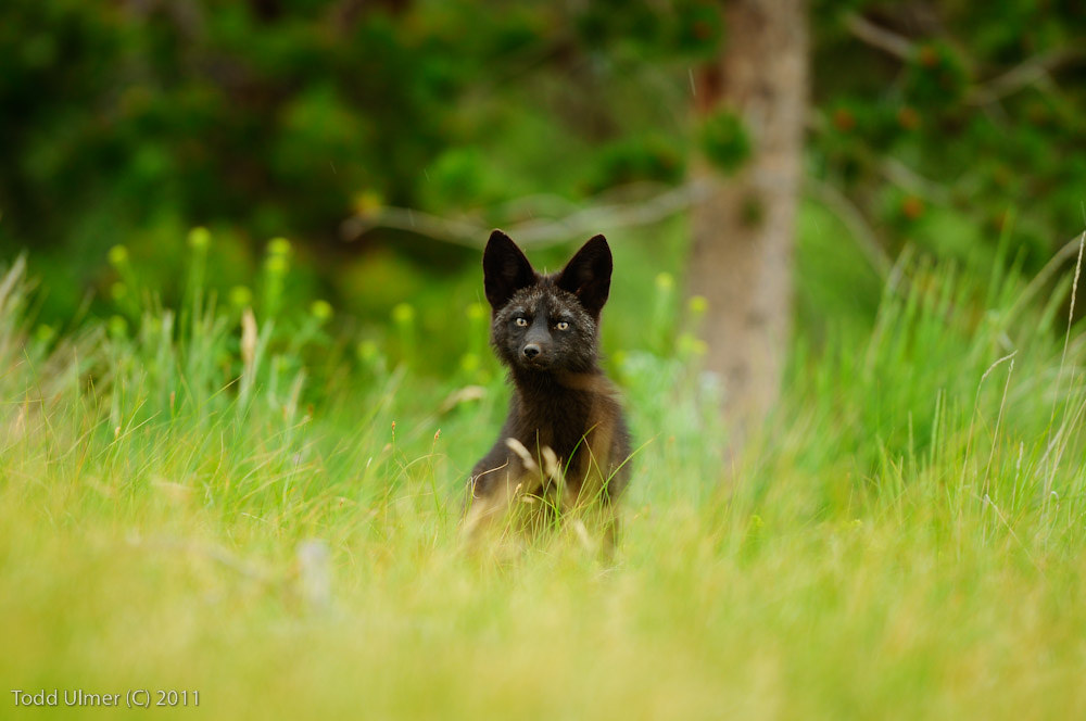 La beauté rare des renards noirs et argentés La beaute rare des renards noirs et argentes 5 La-beaute-rare-des-renards-noirs-et-argentes-5
