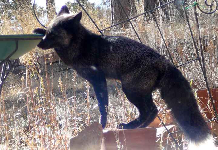 La beauté rare des renards noirs et argentés La beaute rare des renards noirs et argentes 8 1 La-beaute-rare-des-renards-noirs-et-argentes-8