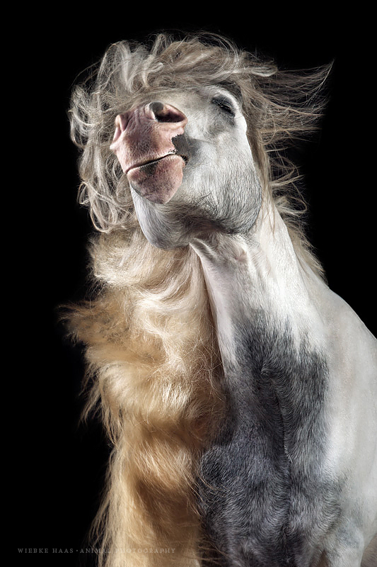 Les magnifiques photos de chevaux de Wiebke Haas Les magnifiques photos de chevaux de Wiebke Haas 11 Les-magnifiques-photos-de-chevaux-de-Wiebke-Haas-11