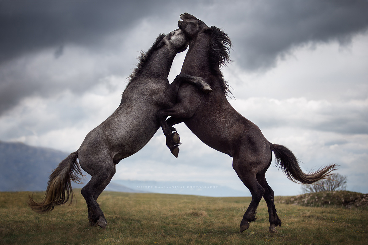 Les magnifiques photos de chevaux de Wiebke Haas Les magnifiques photos de chevaux de Wiebke Haas 15 Les-magnifiques-photos-de-chevaux-de-Wiebke-Haas-15