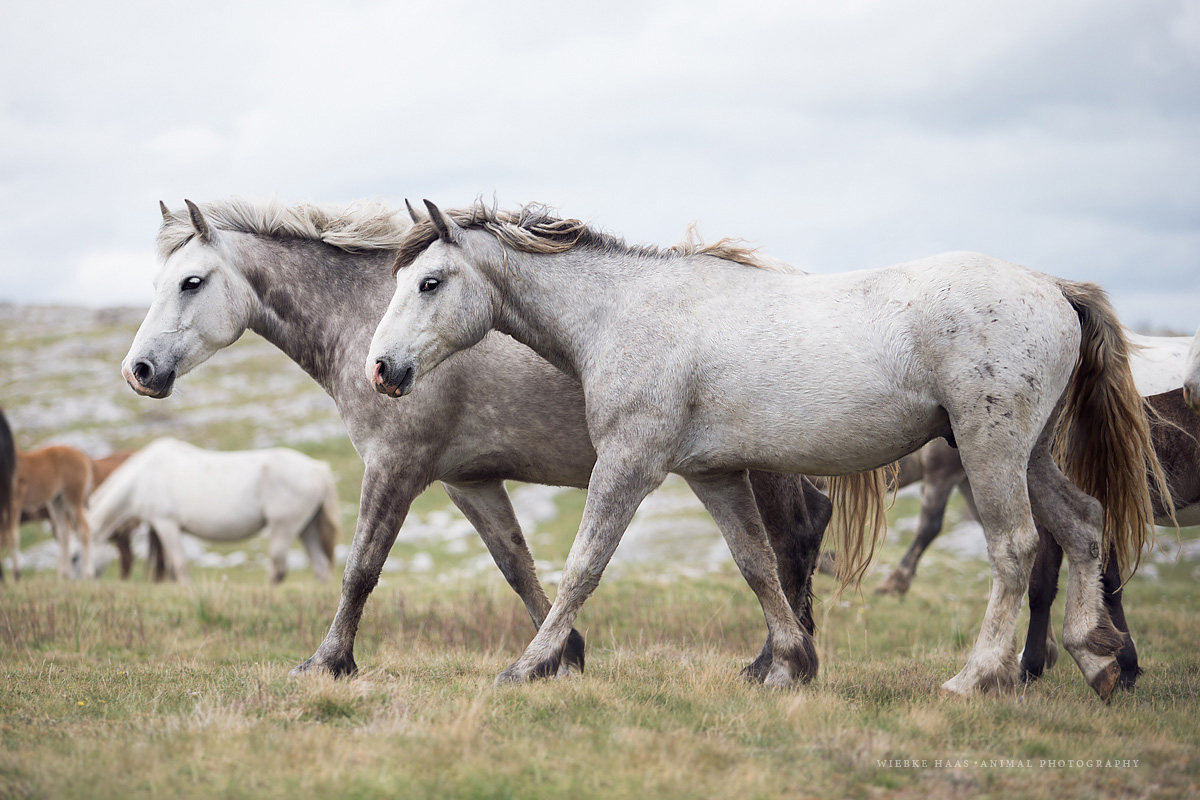 Les magnifiques photos de chevaux de Wiebke Haas Les magnifiques photos de chevaux de Wiebke Haas 16 Les-magnifiques-photos-de-chevaux-de-Wiebke-Haas-16