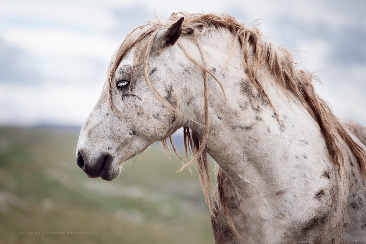 Les magnifiques photos de chevaux de Wiebke Haas Les magnifiques photos de chevaux de Wiebke Haas 17 Les-magnifiques-photos-de-chevaux-de-Wiebke-Haas-17