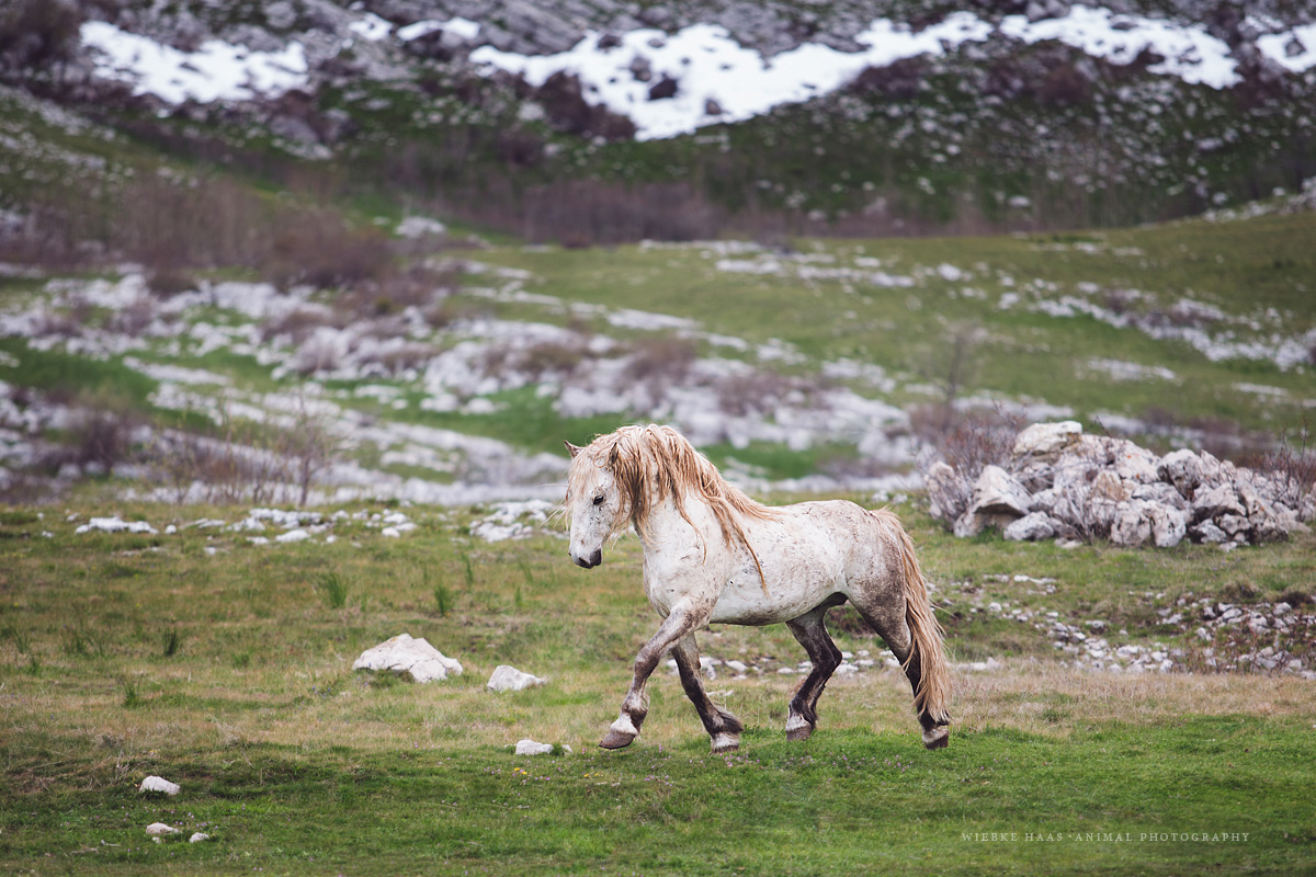 Les magnifiques photos de chevaux de Wiebke Haas Les magnifiques photos de chevaux de Wiebke Haas 18 Les-magnifiques-photos-de-chevaux-de-Wiebke-Haas-18