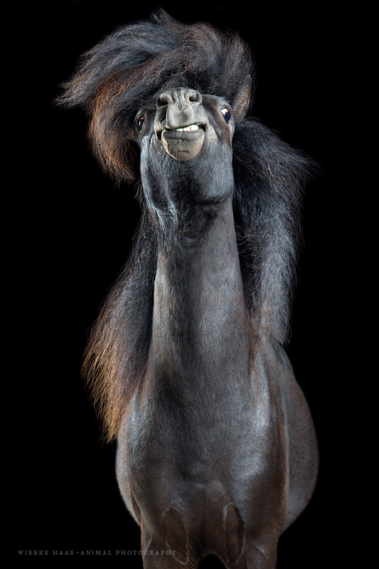 Les magnifiques photos de chevaux de Wiebke Haas Les magnifiques photos de chevaux de Wiebke Haas 4 Les-magnifiques-photos-de-chevaux-de-Wiebke-Haas-4