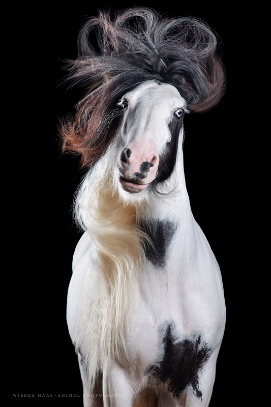 Les magnifiques photos de chevaux de Wiebke Haas Les magnifiques photos de chevaux de Wiebke Haas 5 Les-magnifiques-photos-de-chevaux-de-Wiebke-Haas-5