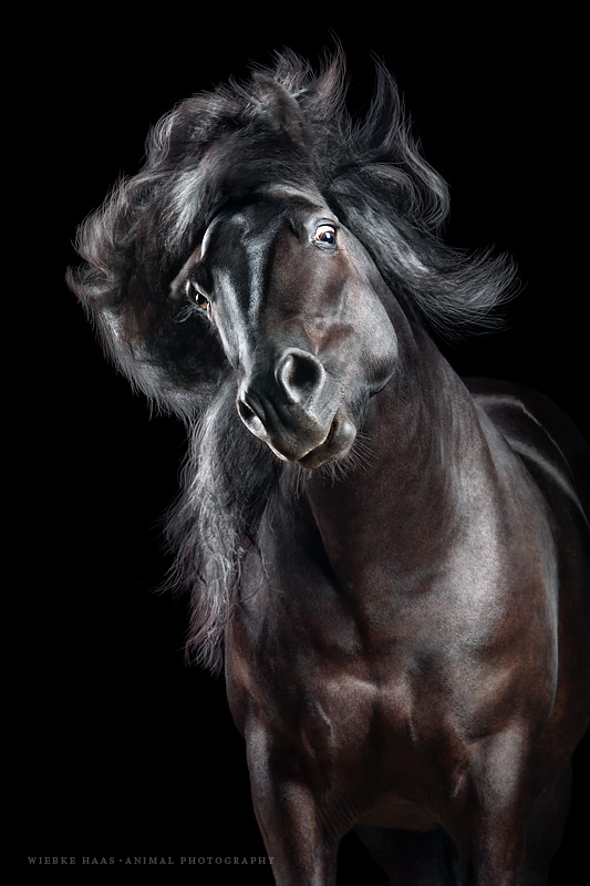 Les magnifiques photos de chevaux de Wiebke Haas Les magnifiques photos de chevaux de Wiebke Haas 9 Les-magnifiques-photos-de-chevaux-de-Wiebke-Haas-9