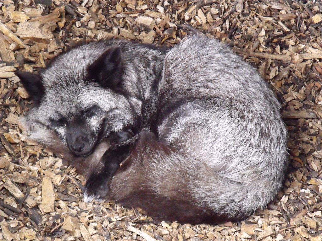 renard argente allonge renard argente allonge