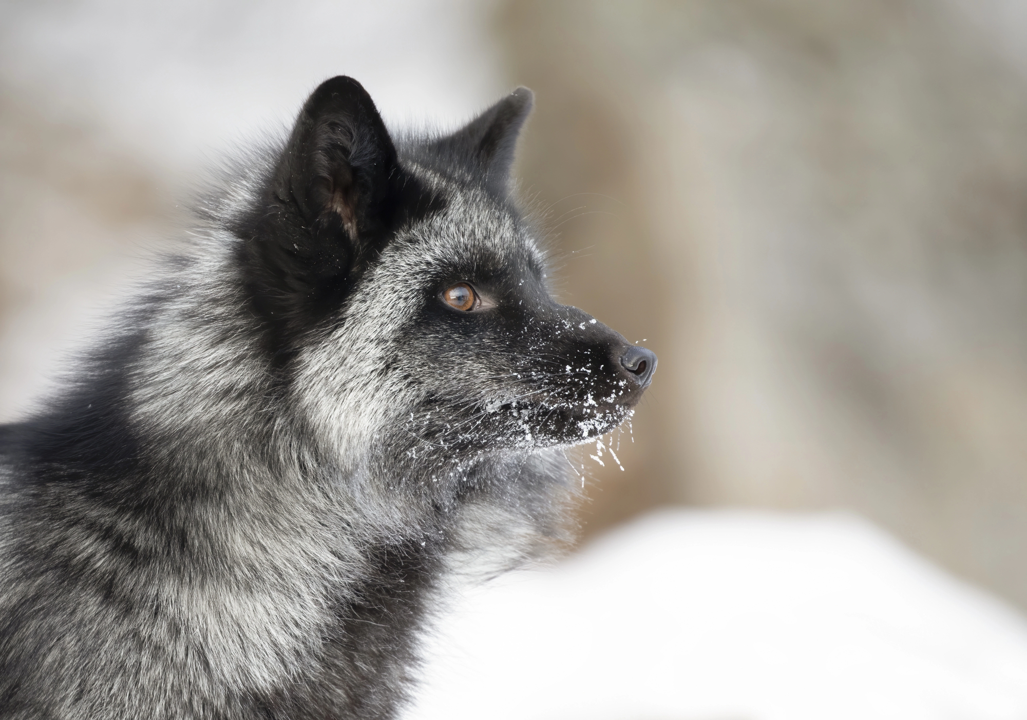 Renard argenté montrant un mélange de poils noirs gris et blancs Renard argenté montrant un mélange de poils noirs gris et blancs