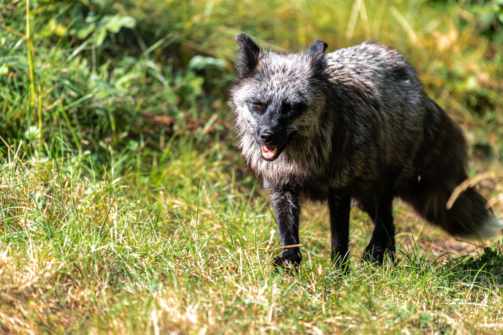 renard argente pelage noir Un renard argenté en forêt